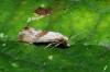 Cochylini inconnu